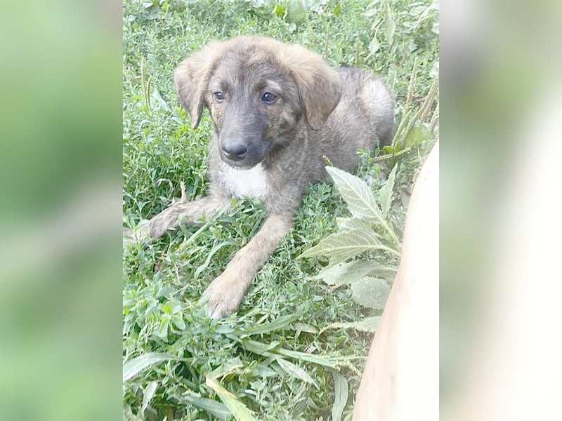 ZHIRA, bildhübsche Maus. Der ideale Familienhund