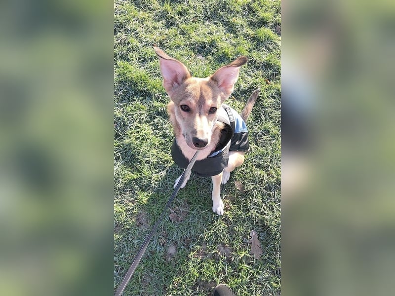 COCO, sucht ein neues Zuhause weil Frauchen krank ist