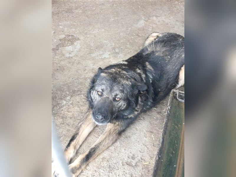 LAZLO, der ideale Familienhund
