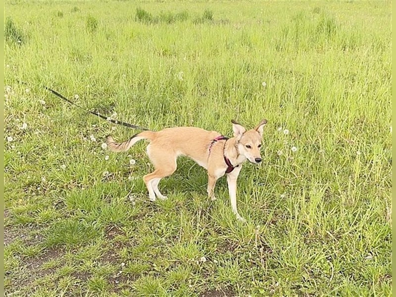 COCO, sucht ein neues Zuhause weil Frauchen krank ist