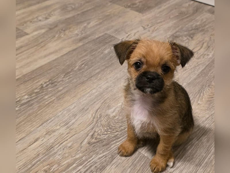 Chihuahua-Havaneser Mix sucht liebe volle Familie