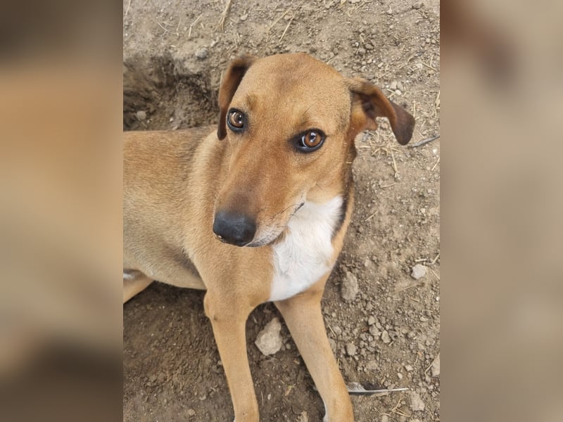 Süsse Sandy sucht dich!