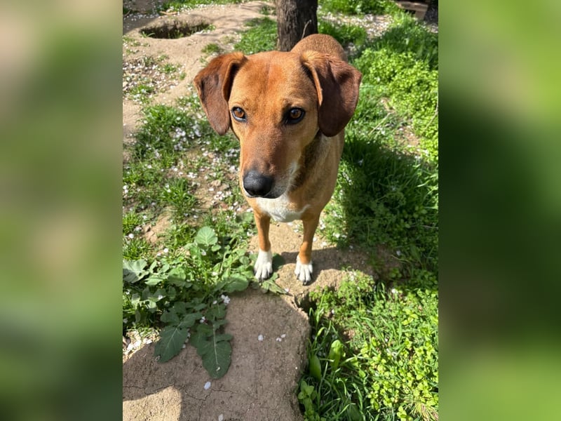 Süsse Sandy sucht dich!