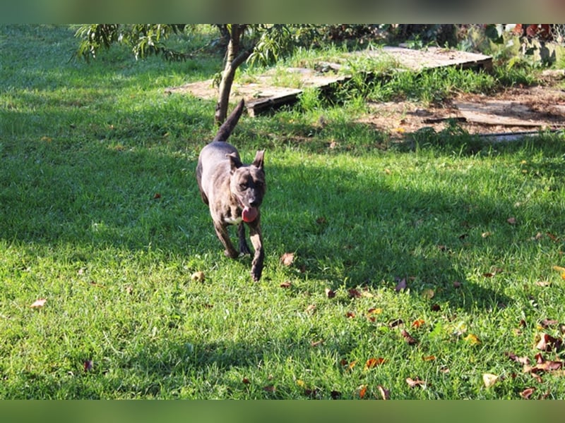 FENJA - süße Maus sucht Familie, die ihr Sicherheit gibt