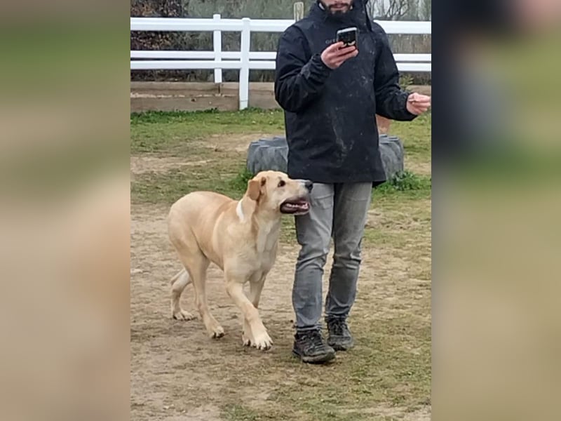 Brooklyn - riesiges Herz sucht riesige Couch