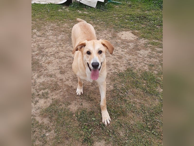 Brooklyn - riesiges Herz sucht riesige Couch