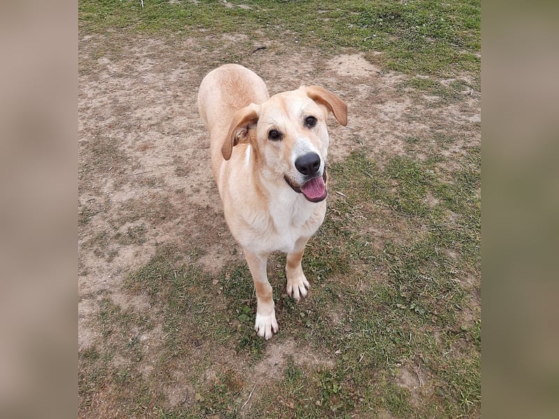 Brooklyn - riesiges Herz sucht riesige Couch