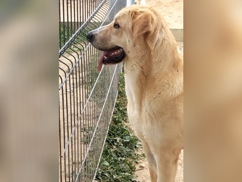 Brooklyn - riesiges Herz sucht riesige Couch