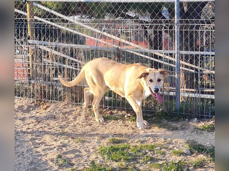Brooklyn - riesiges Herz sucht riesige Couch
