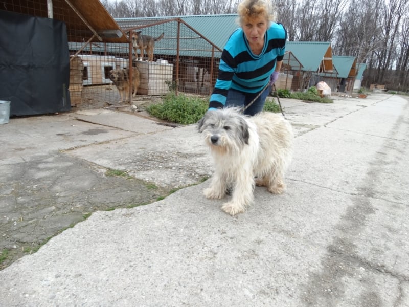 Pauline - zottelige Hirtenhund-Mix Hündin ca. 9 Jahre