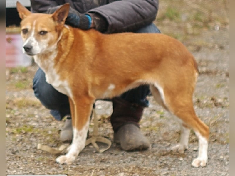 Buffy - zierliche schlanke Hündin ca. 6-7 Jahre