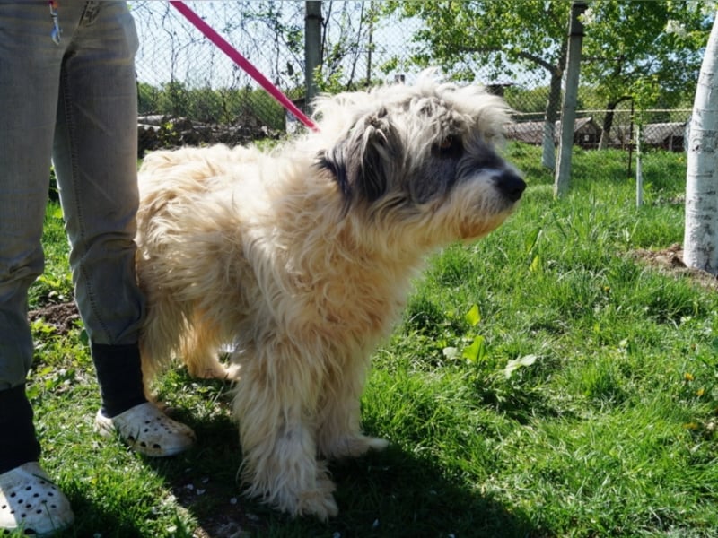 Pauline - zottelige Hirtenhund-Mix Hündin ca. 9 Jahre