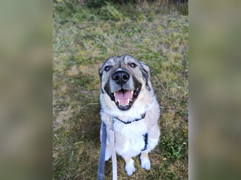 Angsthase Roxy sucht ein neues Zuhause
