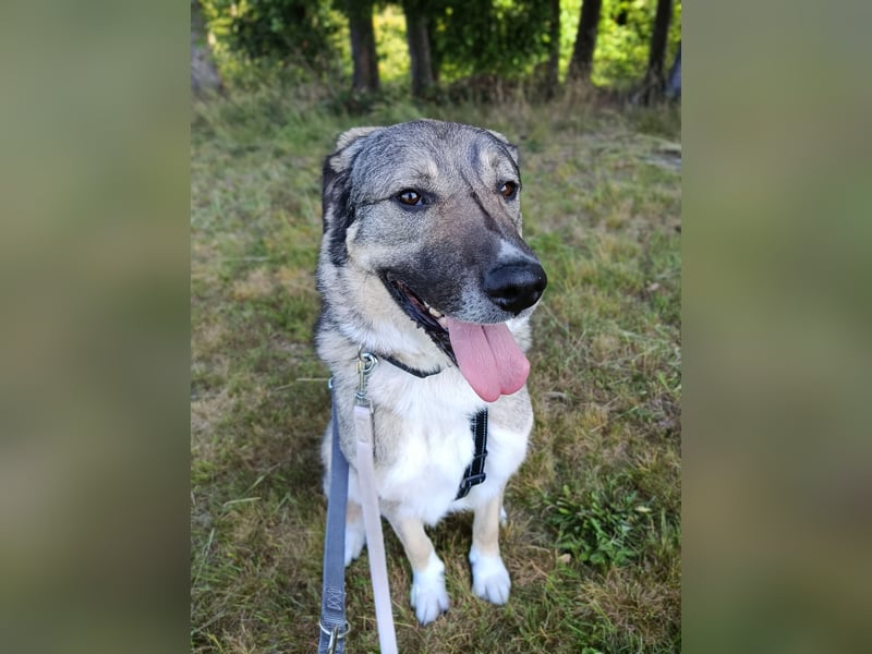 Angsthase Roxy sucht ein neues Zuhause