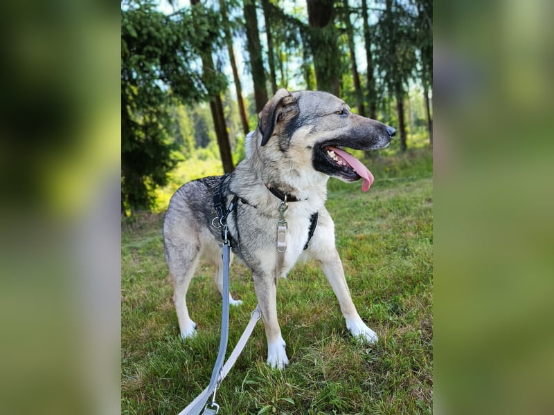 Angsthase Roxy sucht ein neues Zuhause