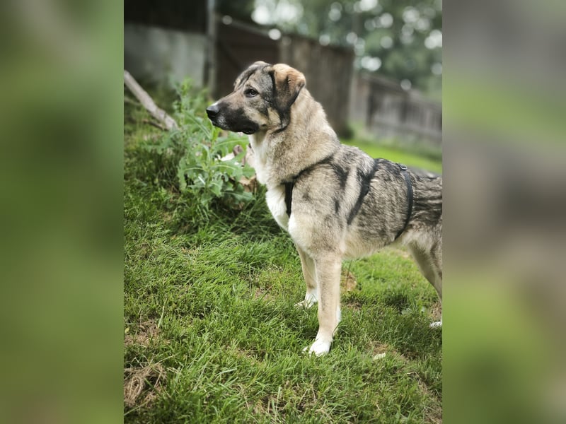 Angsthase Roxy sucht ein neues Zuhause