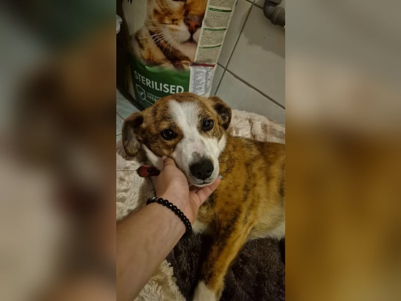 verschmuste Hündin SANDY