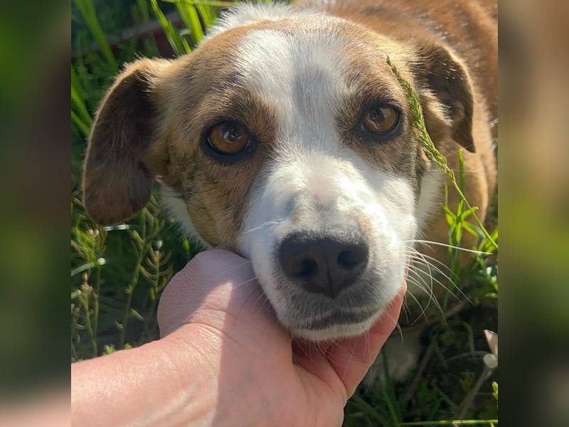 sanfte, verschmuste SANDY sucht liebevolles Zuhause