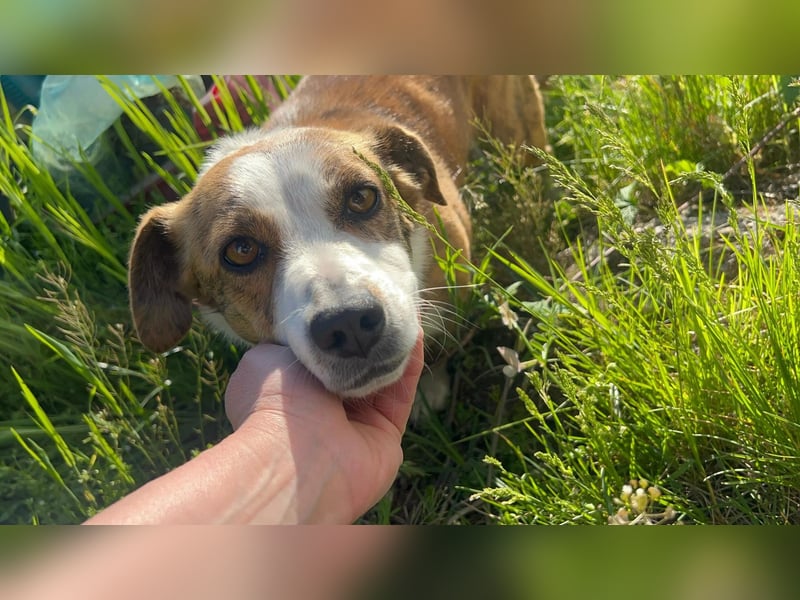 sanfte, verschmuste SANDY sucht liebevolles Zuhause
