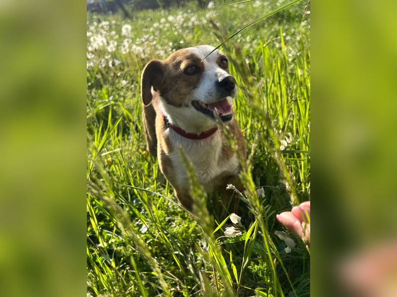 sanfte, verschmuste SANDY sucht liebevolles Zuhause