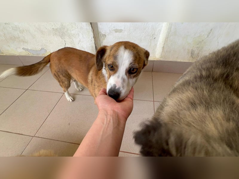 sanfte, verschmuste SANDY sucht liebevolles Zuhause