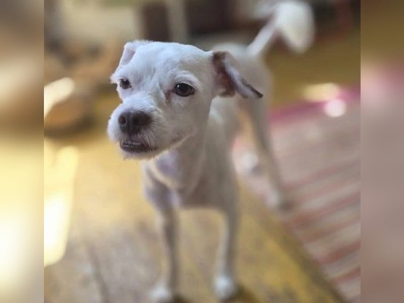 Menschenbezogene, sanfte Rosi sucht liebevolles Zuhause