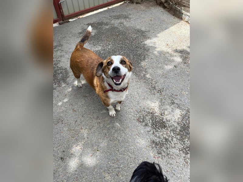 sanfte, verschmuste SANDY sucht liebevolles Zuhause