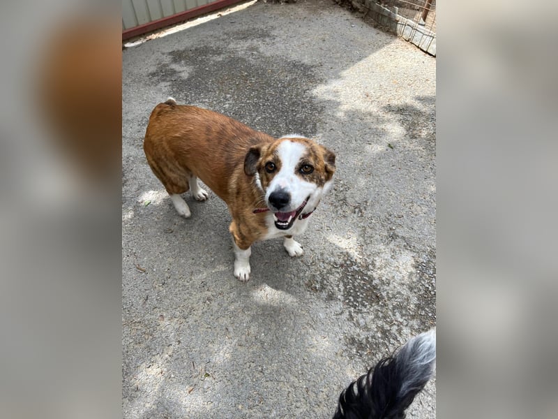 sanfte, verschmuste SANDY sucht liebevolles Zuhause