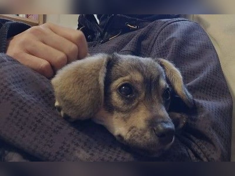 Zauberhafte, menschenbezogene Clio sucht ihre Familie