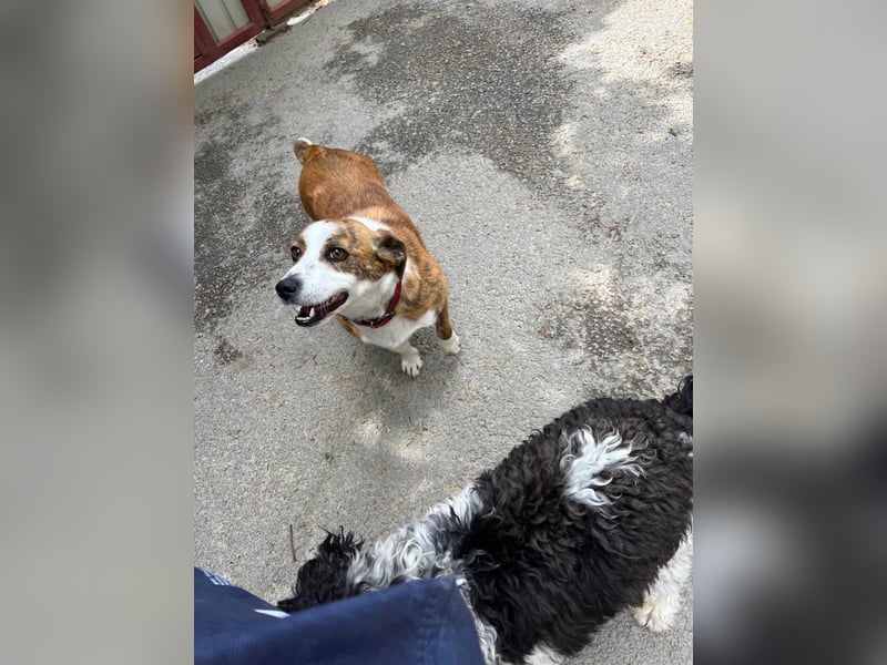 sanfte, verschmuste SANDY sucht liebevolles Zuhause