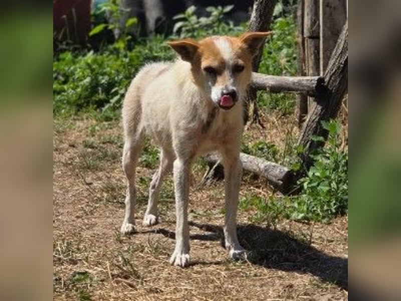 Schüchterne Hope sucht ein liebevolles Zuhause