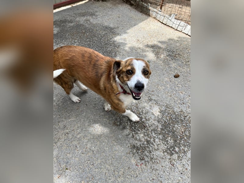 sanfte, verschmuste SANDY sucht liebevolles Zuhause