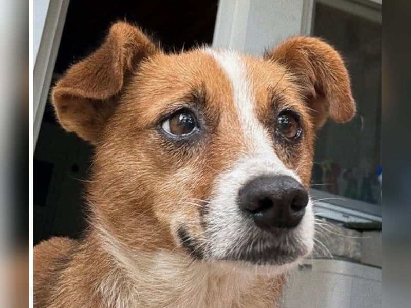 Verschmuste, zauberhafte Heidi sucht ihre Familie