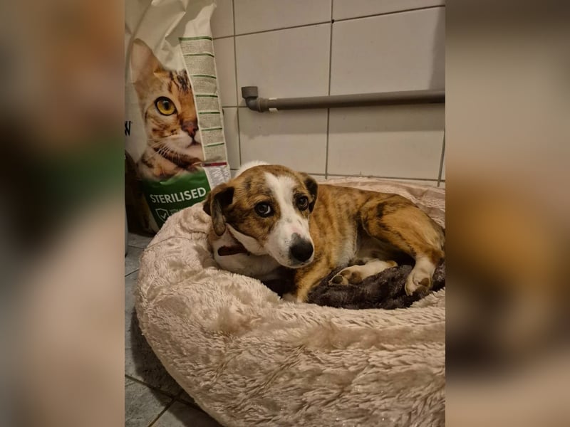 verschmuste Hündin SANDY