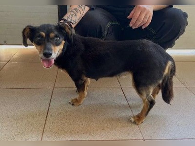 Liebevolle Frieda sucht dringend ein Zuhause