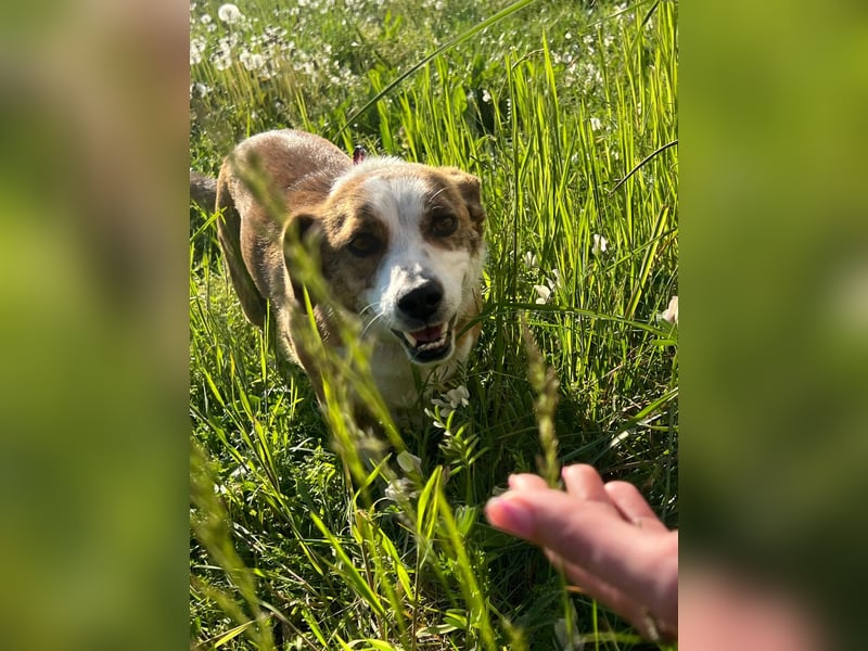 sanfte, verschmuste SANDY sucht liebevolles Zuhause