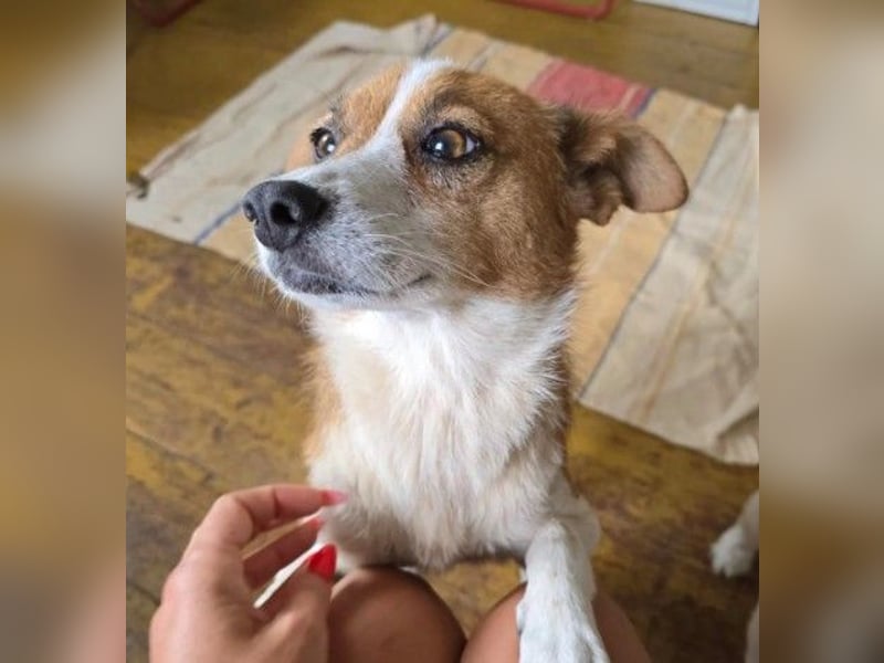 Verschmuste, zauberhafte Heidi sucht ihre Familie