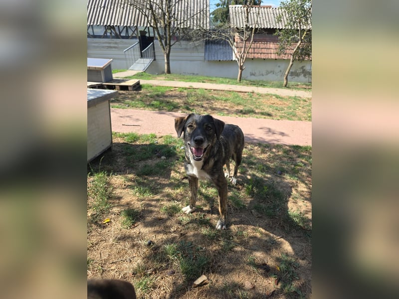 FAWN - ruhige Junghündin sucht einfühlsames Zuhause