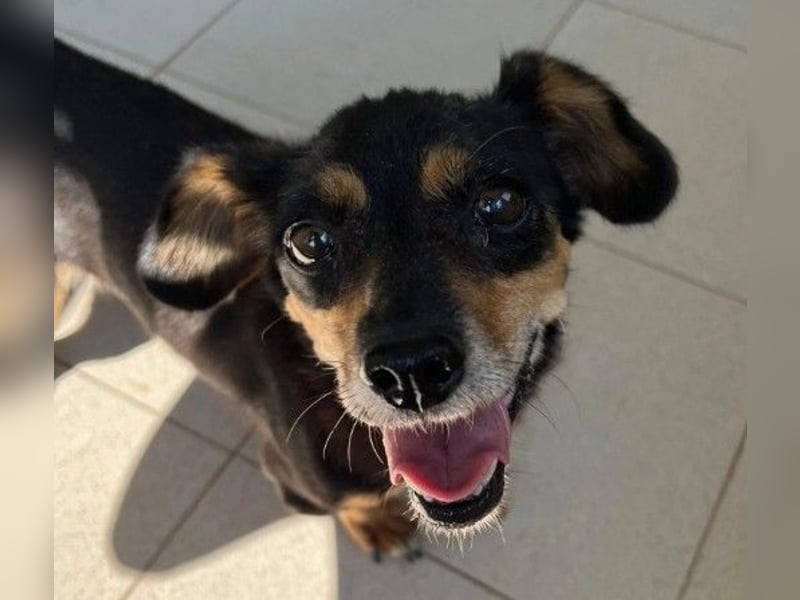 Liebevolle Frieda sucht dringend ein Zuhause
