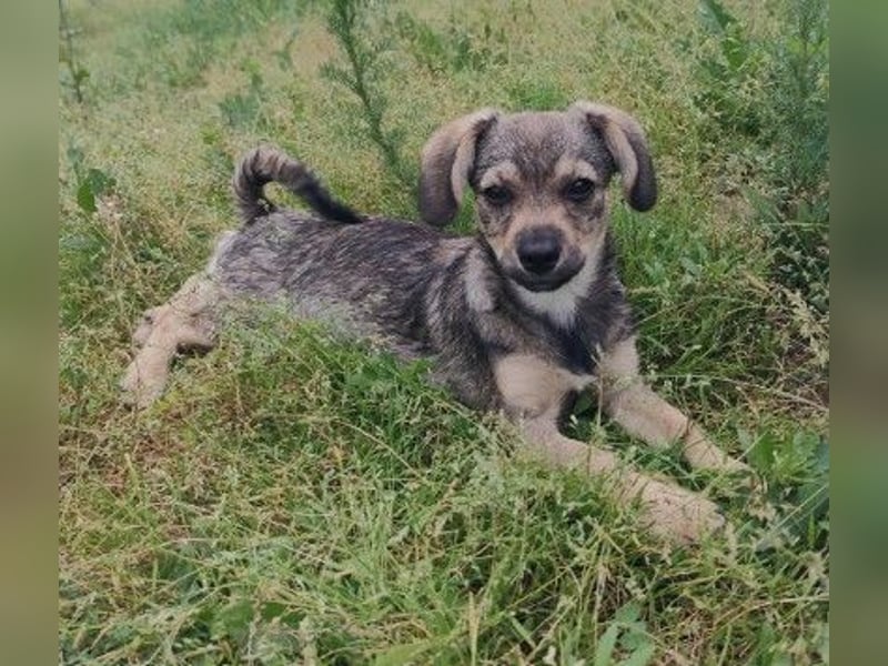 Zauberhafte, menschenbezogene Clio sucht ihre Familie