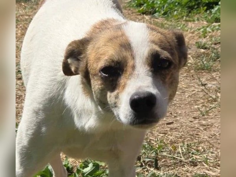 Schüchterne Riley sucht liebevolles Zuhause