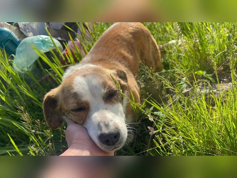 sanfte, verschmuste SANDY sucht liebevolles Zuhause
