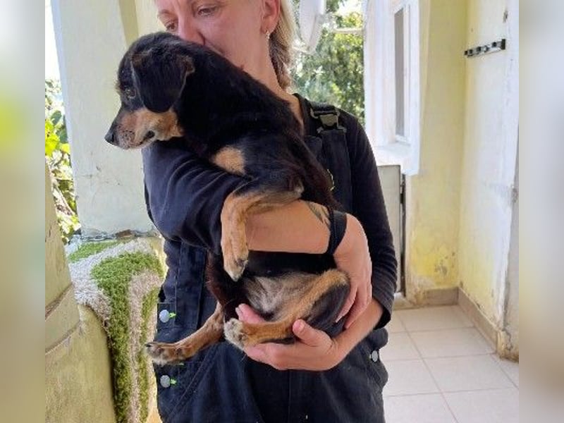 Liebevolle Frieda sucht dringend ein Zuhause