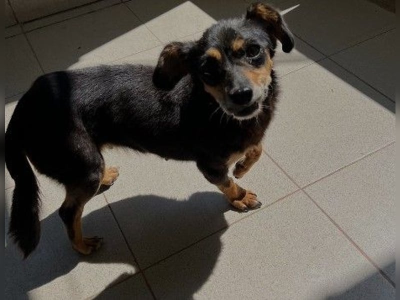 Liebevolle Frieda sucht dringend ein Zuhause