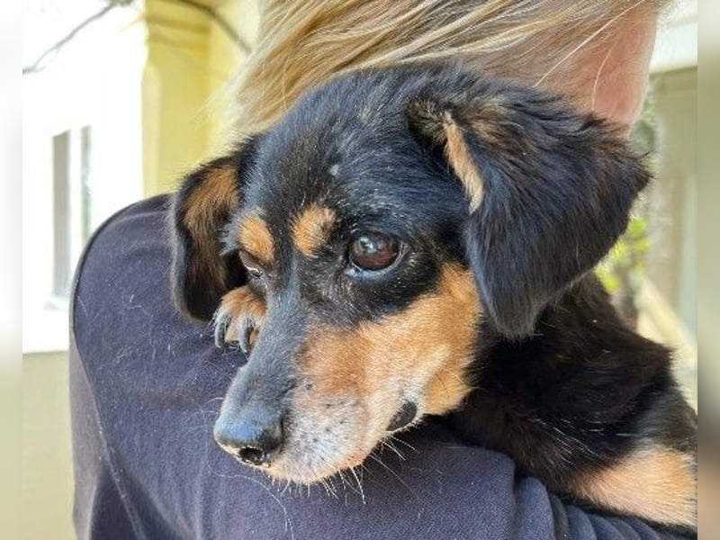 Liebevolle Frieda sucht dringend ein Zuhause