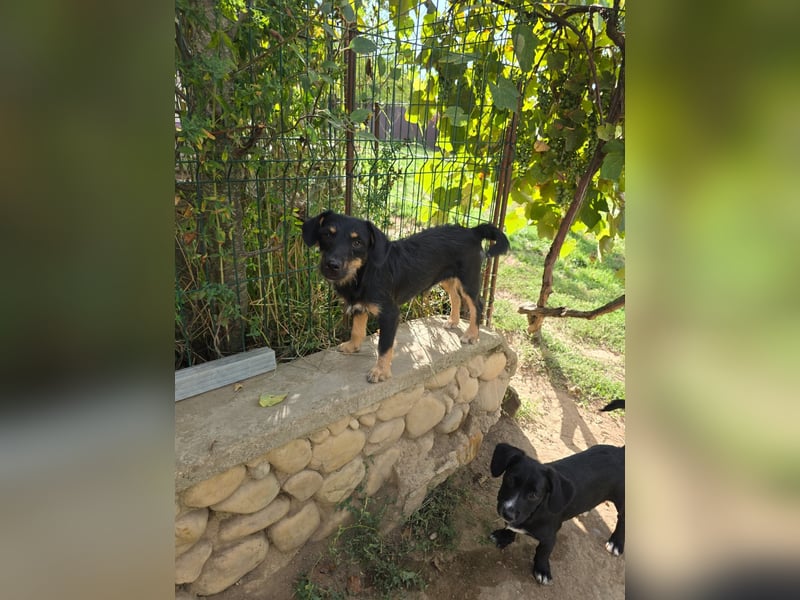 FENJA - zauberhaftes Welpenmädchen