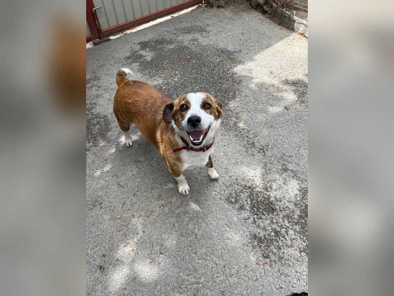 sanfte, verschmuste SANDY sucht liebevolles Zuhause