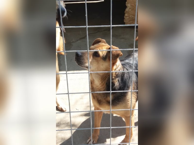 Lupita kennt nur das Tierheim