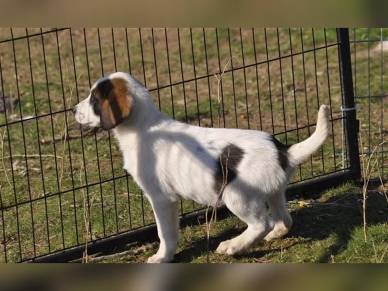 Loupie sucht ein passendes Zuhause