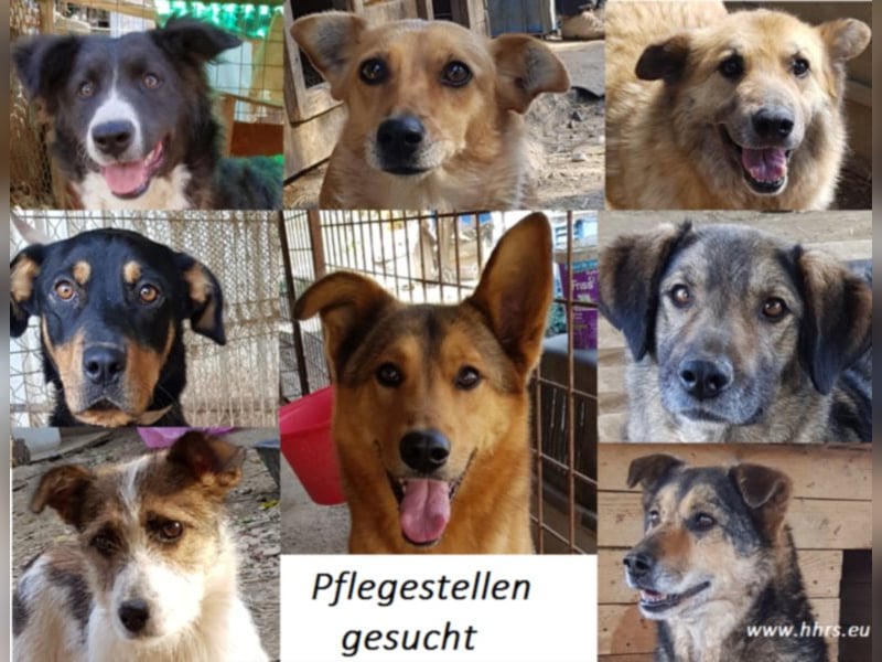 Pflegestellen gesucht